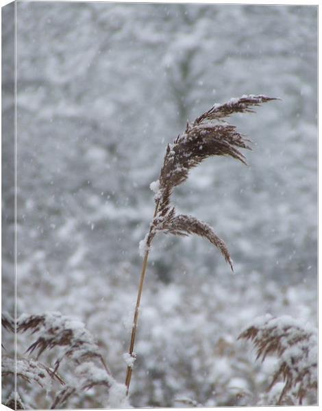 Bullrush in the Snow Canvas Print by Mark Hobson