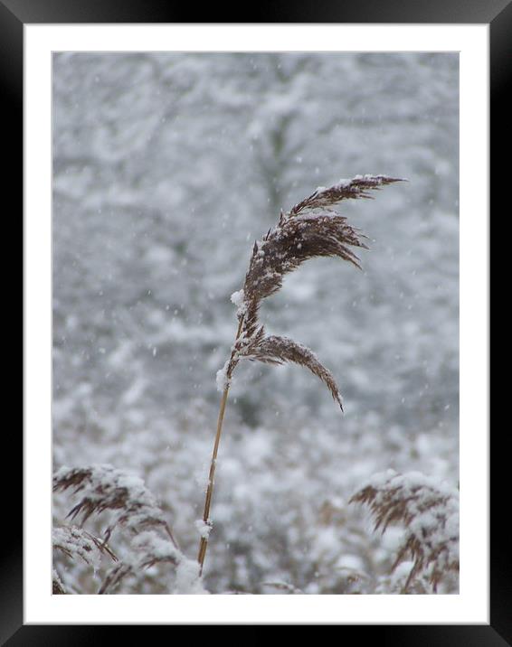Bullrush in the Snow Framed Mounted Print by Mark Hobson