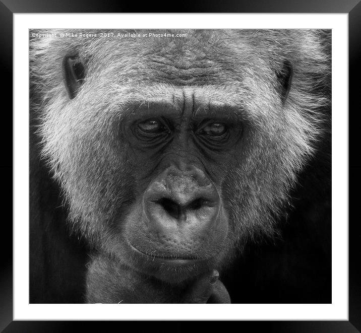 Wise old gorilla    Framed Mounted Print by Mike Rogers