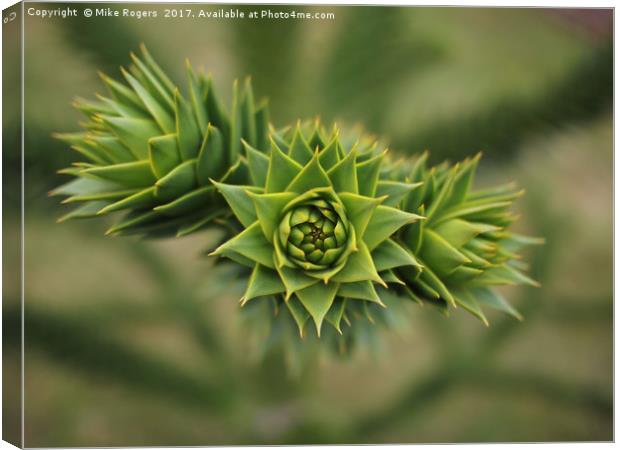 Monkey puzzle tree - sharp!         Canvas Print by Mike Rogers