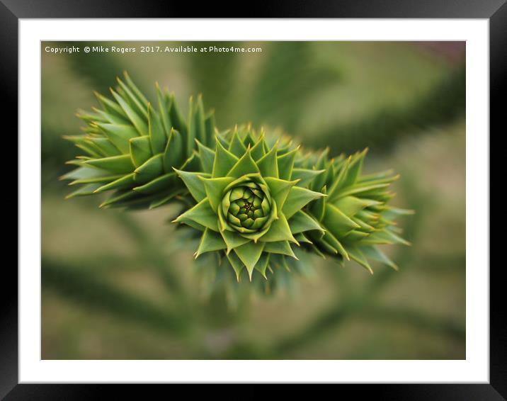Monkey puzzle tree - sharp!         Framed Mounted Print by Mike Rogers