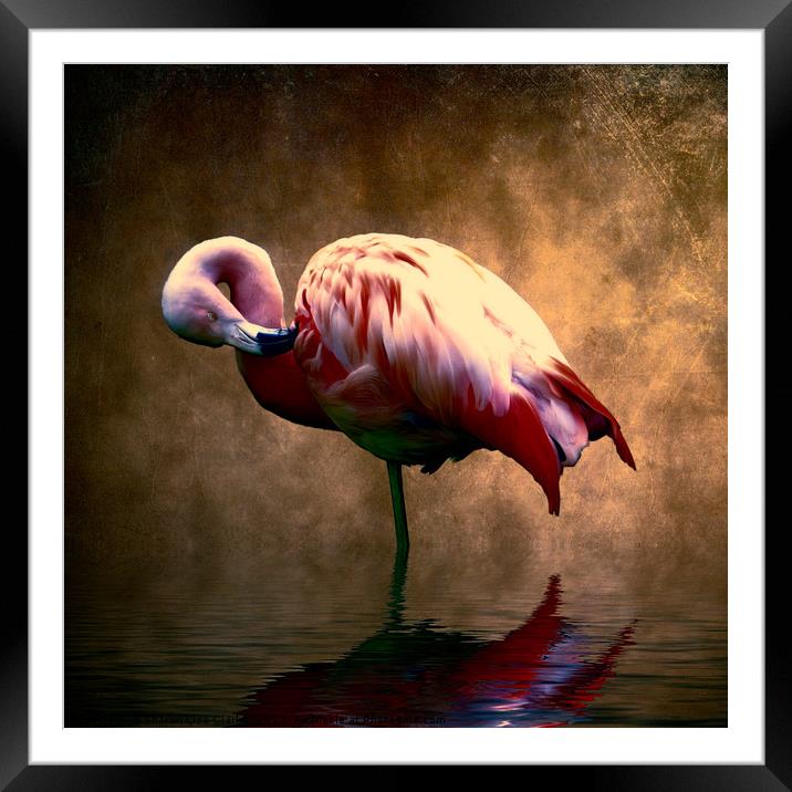 Flamingo Stance 2 Framed Mounted Print by Sharon Lisa Clarke