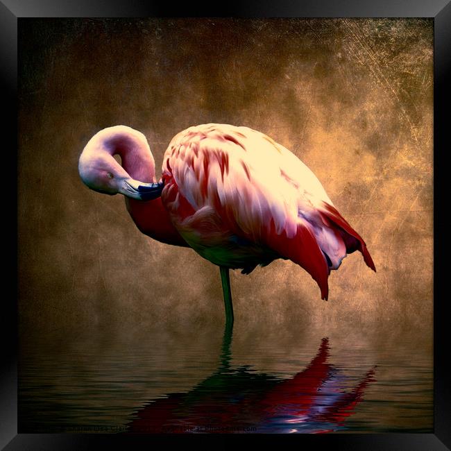Flamingo Stance 2 Framed Print by Sharon Lisa Clarke