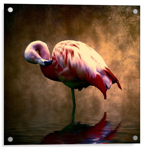 Flamingo Stance 2 Acrylic by Sharon Lisa Clarke