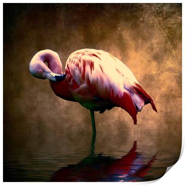 Flamingo Stance 2 Print by Sharon Lisa Clarke