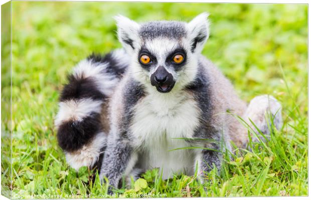 Portrait of a Ring-tailed lemur Canvas Print by Jason Wells