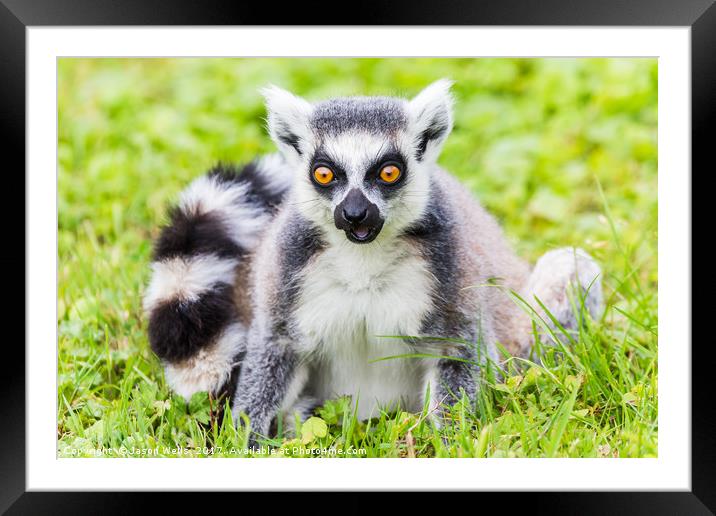 Portrait of a Ring-tailed lemur Framed Mounted Print by Jason Wells