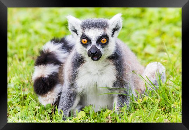 Portrait of a Ring-tailed lemur Framed Print by Jason Wells