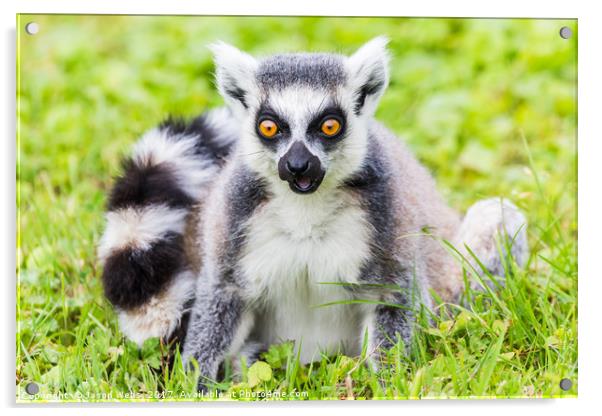 Portrait of a Ring-tailed lemur Acrylic by Jason Wells