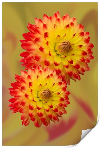 Dahlia Abstract Print by Steve Purnell