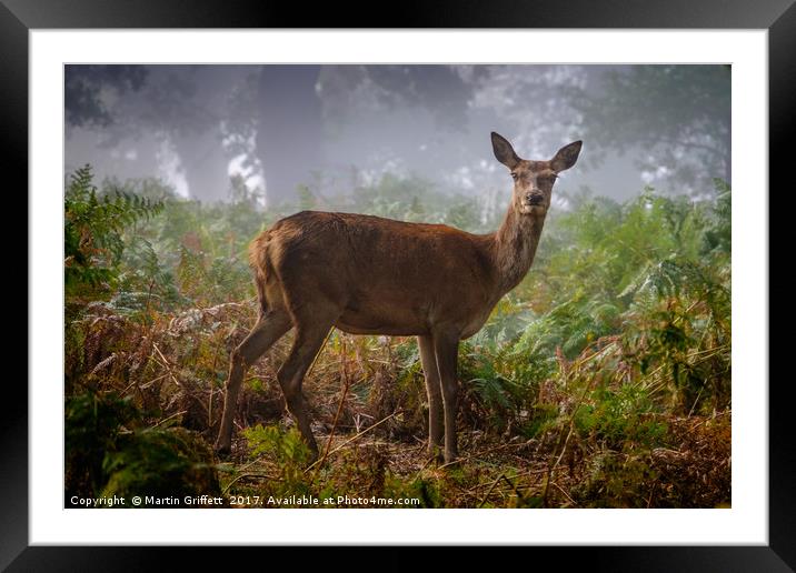 Portrait of a Red Deer Hind Framed Mounted Print by Martin Griffett