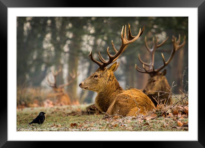The Stag and the Jackdaw Framed Mounted Print by Martin Griffett