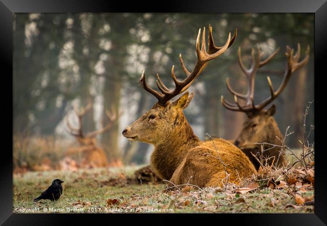 The Stag and the Jackdaw Framed Print by Martin Griffett