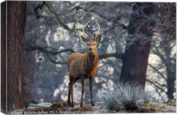 Young stag in winter Canvas Print by Martin Griffett