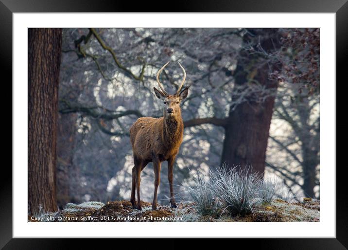 Young stag in winter Framed Mounted Print by Martin Griffett