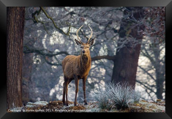 Young stag in winter Framed Print by Martin Griffett