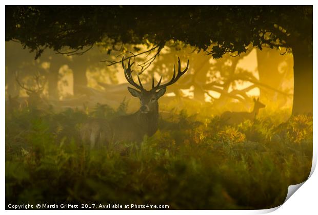 Autumn in the woods Print by Martin Griffett