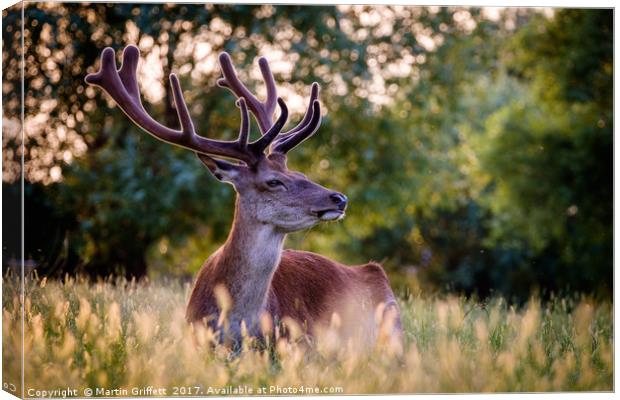 Stag in Evening Light Canvas Print by Martin Griffett