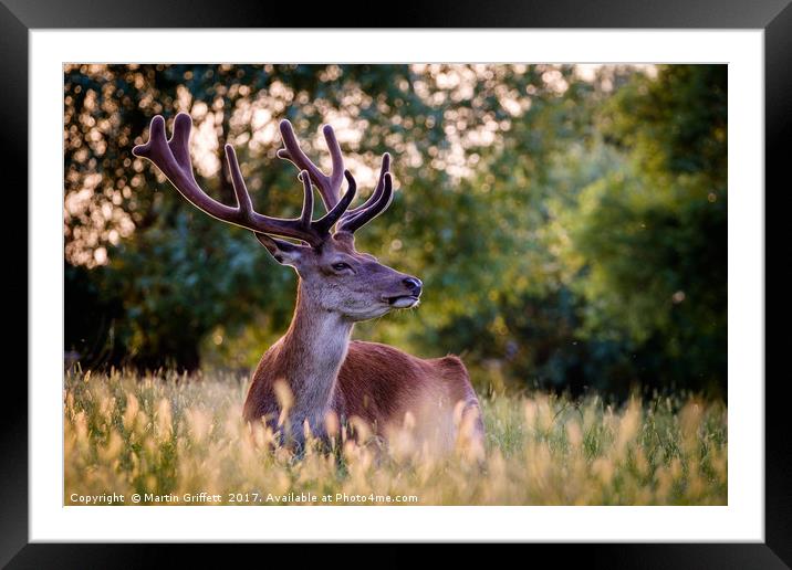 Stag in Evening Light Framed Mounted Print by Martin Griffett