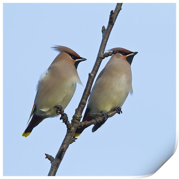 Pair of Waxwings (Bombycilla garrulus) Print by Gabor Pozsgai