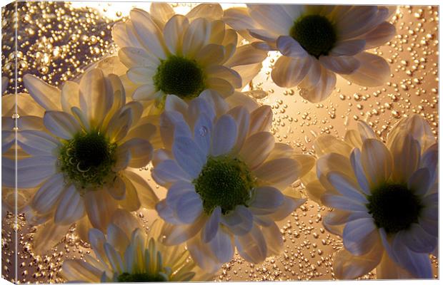 Chrysanthemums and Bubbels Canvas Print by Doug McRae