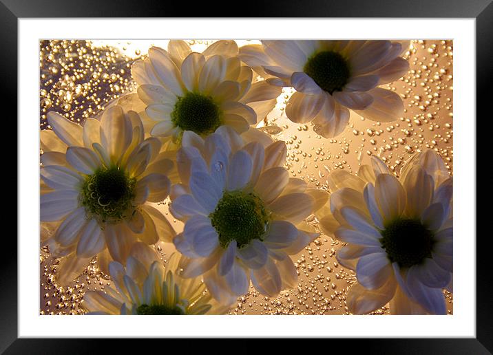 Chrysanthemums and Bubbels Framed Mounted Print by Doug McRae