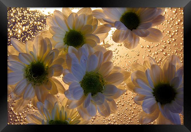 Chrysanthemums and Bubbels Framed Print by Doug McRae