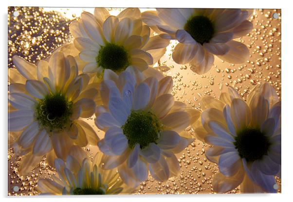 Chrysanthemums and Bubbels Acrylic by Doug McRae