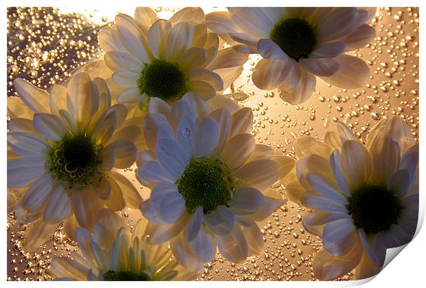 Chrysanthemums and Bubbels Print by Doug McRae