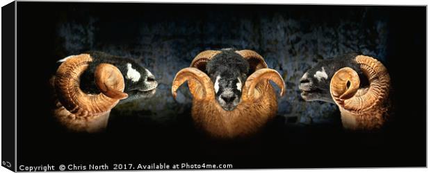 Dales Breed Ram Canvas Print by Chris North