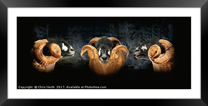 Dales Breed Ram Framed Mounted Print by Chris North