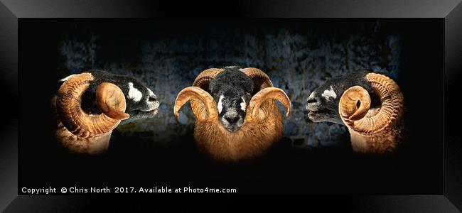 Dales Breed Ram Framed Print by Chris North