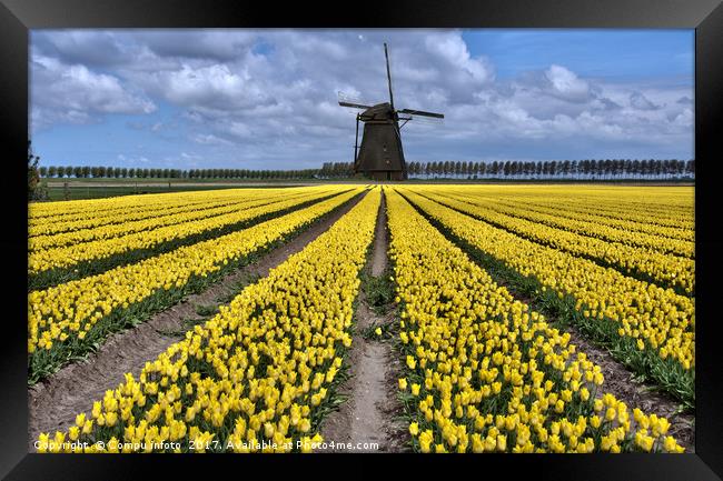 dutch windmill and tulip fields Framed Print by Chris Willemsen