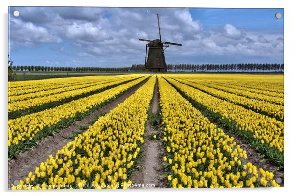 dutch windmill and tulip fields Acrylic by Chris Willemsen