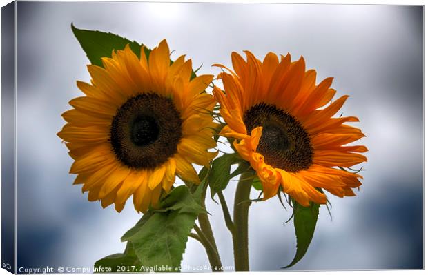 two sunflowers Canvas Print by Chris Willemsen
