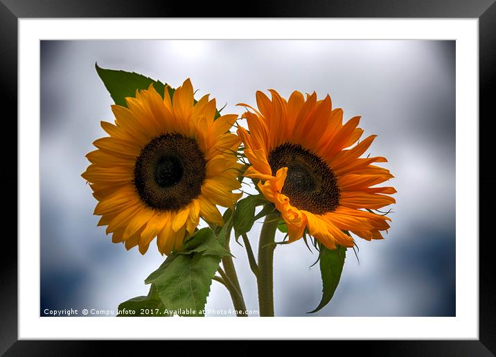 two sunflowers Framed Mounted Print by Chris Willemsen