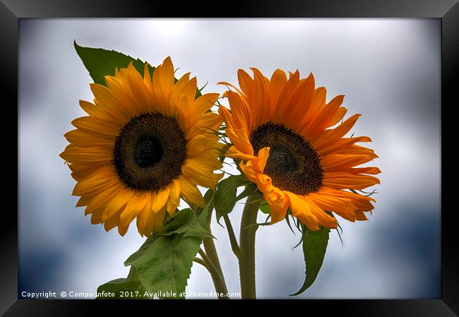 two sunflowers Framed Print by Chris Willemsen