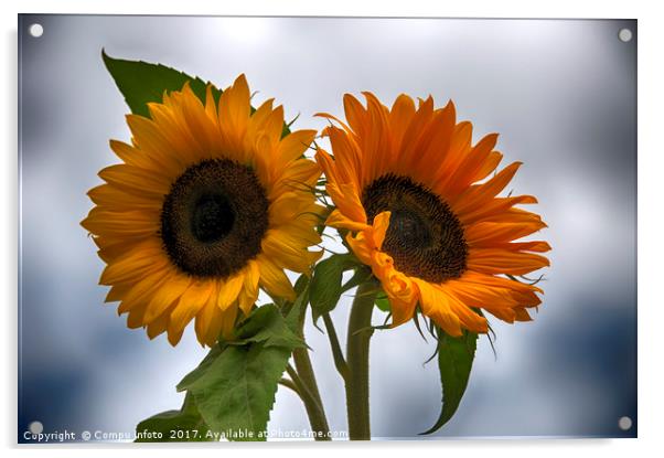 two sunflowers Acrylic by Chris Willemsen