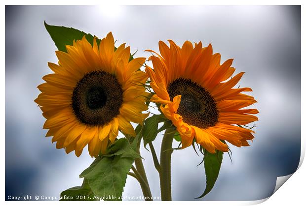 two sunflowers Print by Chris Willemsen