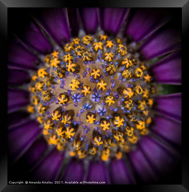 Osteospermum in Macro Framed Print by AMANDA AINSLEY