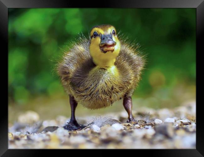 Duckling  Framed Print by Victor Burnside