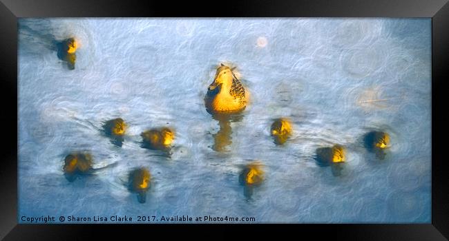 Ten little ducks Framed Print by Sharon Lisa Clarke
