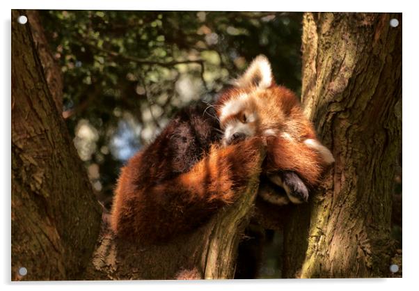 Red Panda Acrylic by Jay Lethbridge