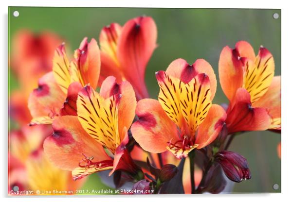 Orange Peruviam lily Acrylic by  