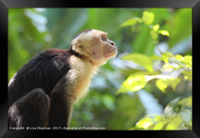 Capuchin Monkey in the trees Framed Print by  