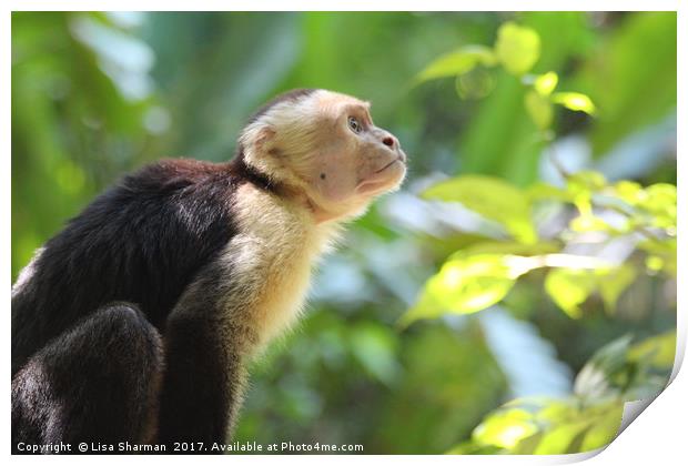 Capuchin Monkey in the trees Print by  