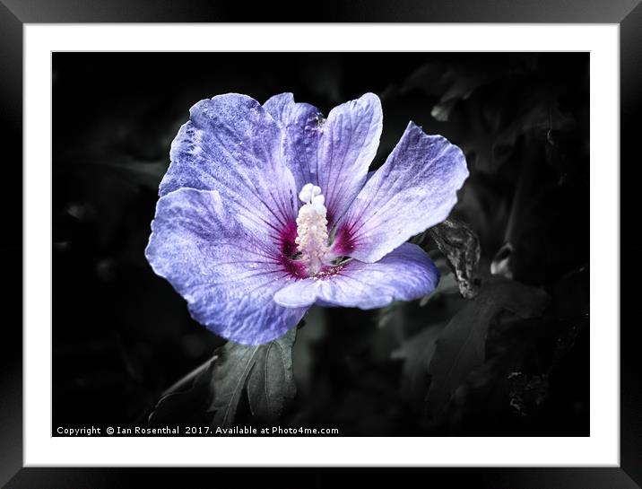 Lavatera in Bryant Street Framed Mounted Print by Ian Rosenthal