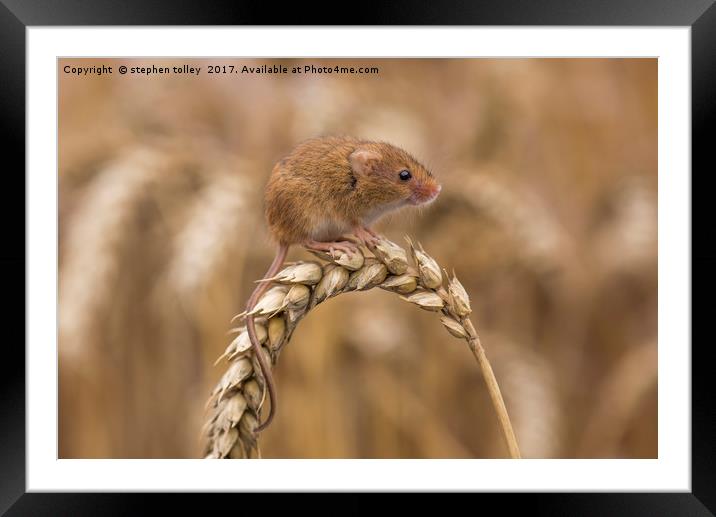 Harvest Mouse (micromys minutus) on ear of corn Framed Mounted Print by stephen tolley