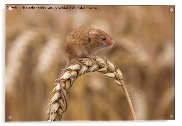 Harvest Mouse (micromys minutus) on ear of corn Acrylic by stephen tolley