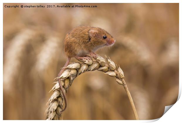 Harvest Mouse (micromys minutus) on ear of corn Print by stephen tolley